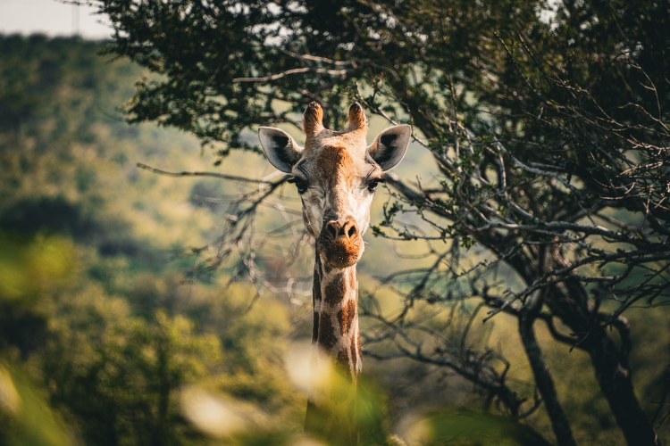 A giraffe peeking through trees