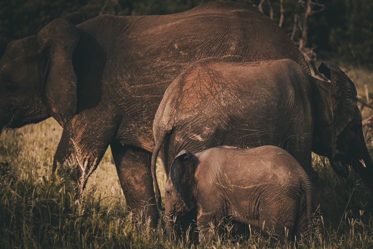 A mother and baby elephant