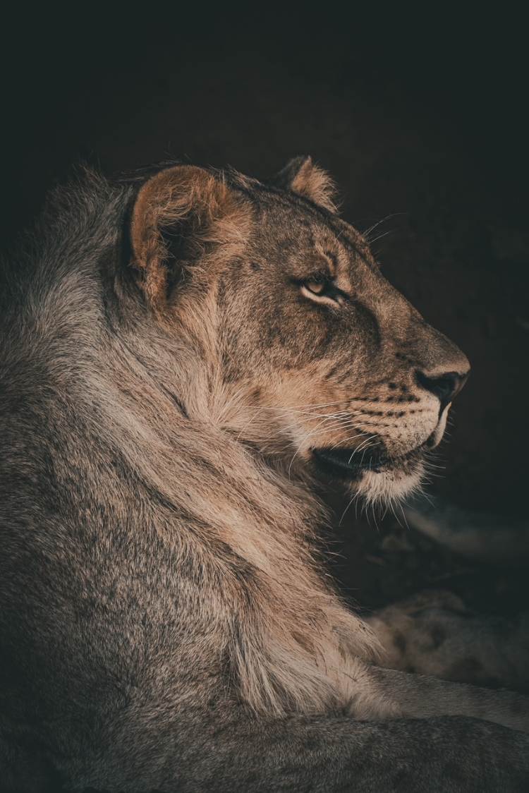 A lion peering to the side.