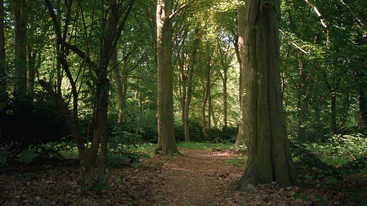 A dirt path winds between tall trunks in a Berlin park