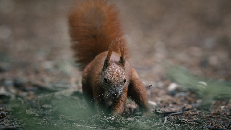 A red squirrel crouches low to the ground, nose down in the leaf litter, burying