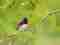 kruger park violet backed starling